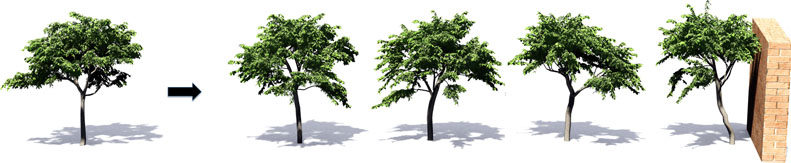 Inverse Procedural Modeling of Trees
